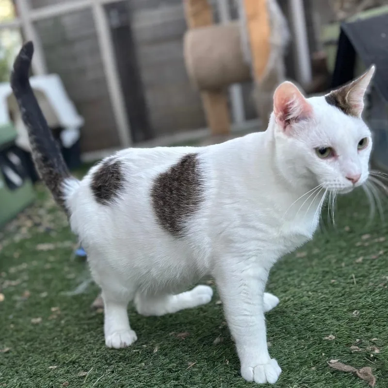 An adult small-sized male White Domestic Short Hair cat named Alder for adoption in Nampa, ID