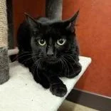 A young medium-sized male Black Domestic Short Hair cat named Binx for adoption in Rochester, MN
