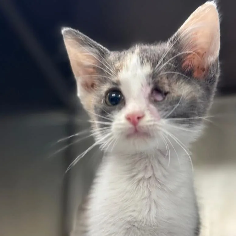 A baby small-sized female Calico Domestic Short Hair cat named Callie for adoption in San Antonio, TX