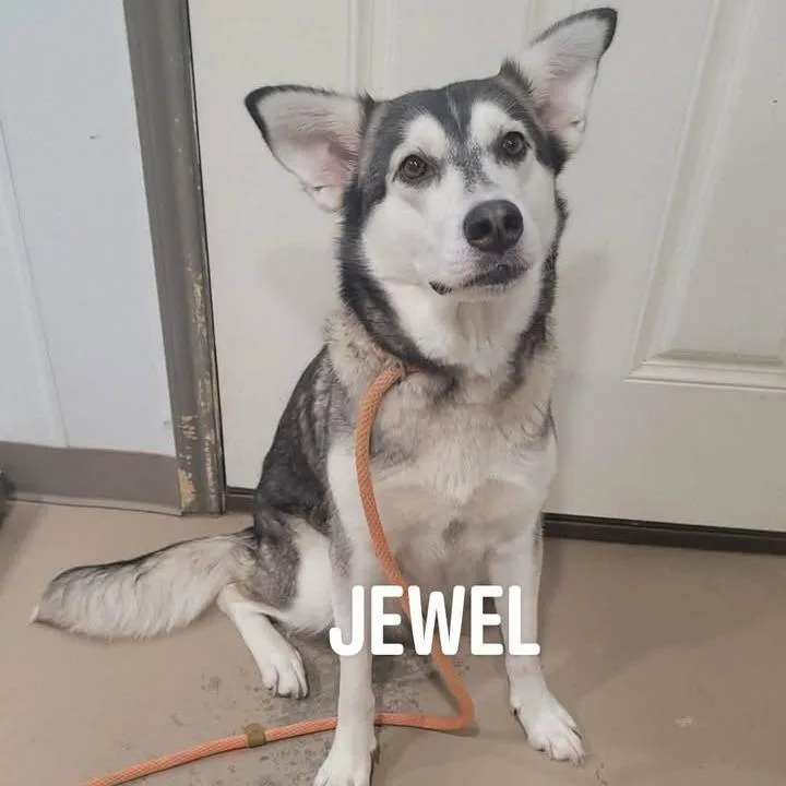 An adult medium-sized female Gray / Blue / Silver Siberian Husky dog named Jewel for adoption in Buchanan Dam, TX