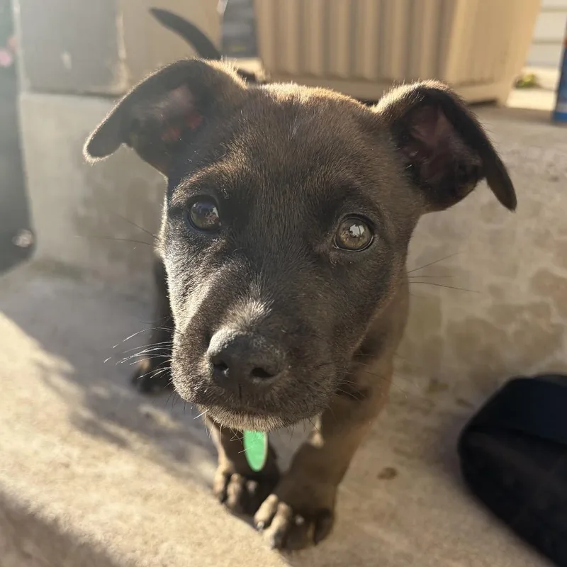 A baby small-sized male Black Mixed Breed dog named DiMaggio for adoption in Buffalo, MN
