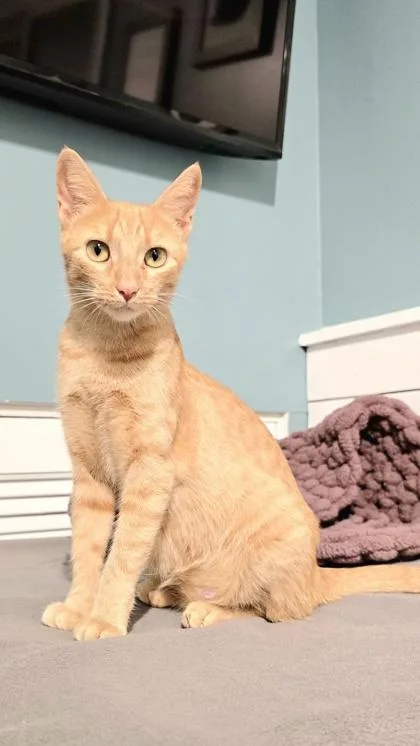 An adult medium-sized female Domestic Short Hair cat named Sugar Maple for adoption in Downers Grove, IL