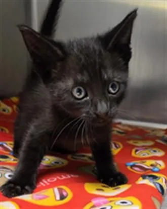 A baby small-sized female Black Domestic Short Hair cat named Sophie A for adoption in San Andreas, CA