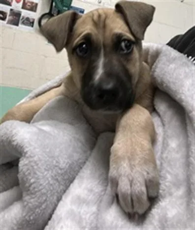 A baby small-sized female Pit Bull Terrier dog named Peanut Butter for adoption in Sacramento, CA