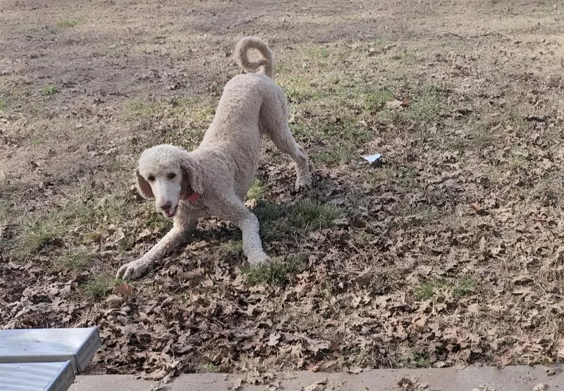 An adult medium-sized female Apricot / Beige Standard Poodle dog named Jane Bennett for adoption in Shingle Springs, CA