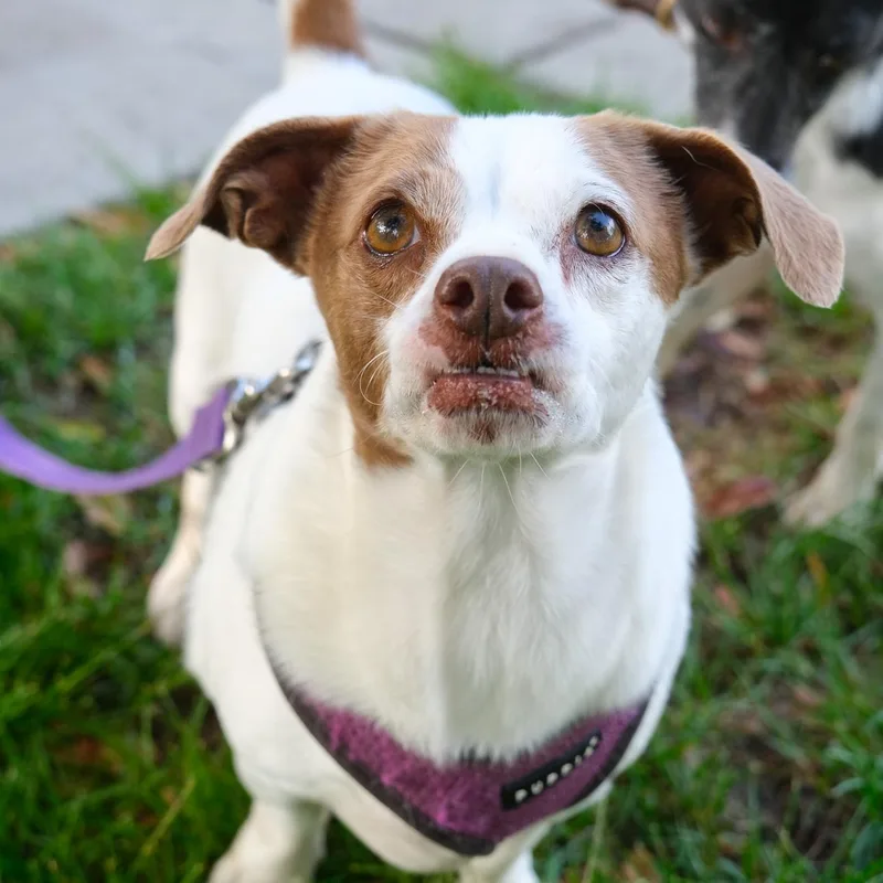 An adult small-sized male White / Cream Chihuahua dog named Chandler for adoption in Newport Beach, CA