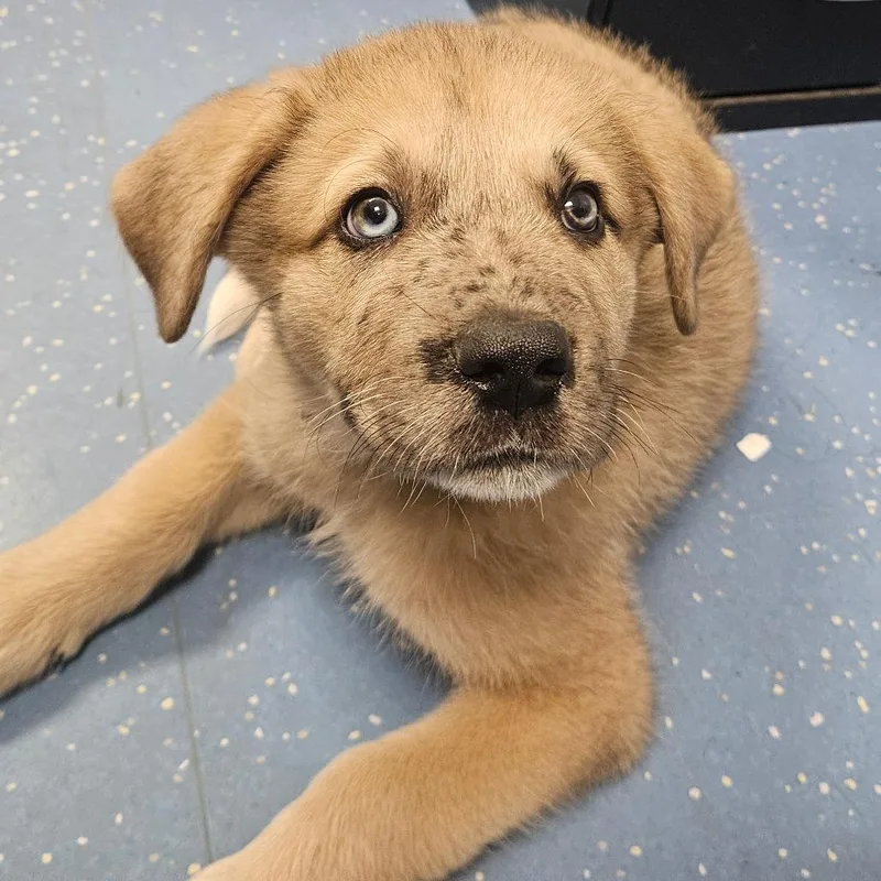 A baby large-sized male Red / Chestnut / Orange Great Dane dog named George for adoption in Watertown, NY