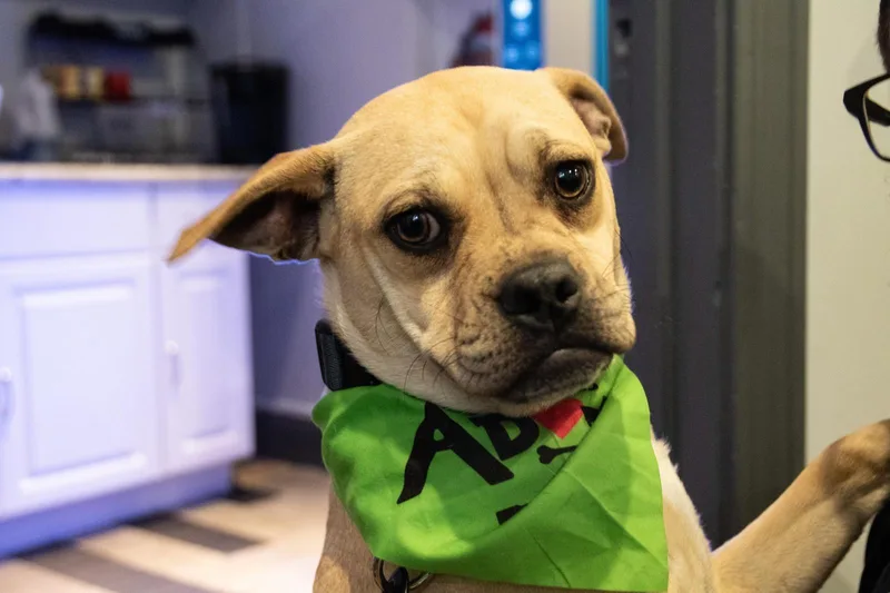 Pixie Moon ~ Local thumbnail 2