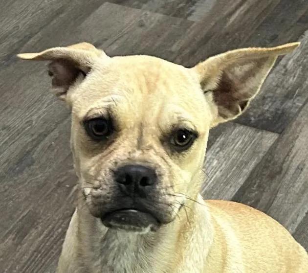 Pixie Moon ~ Local thumbnail 3