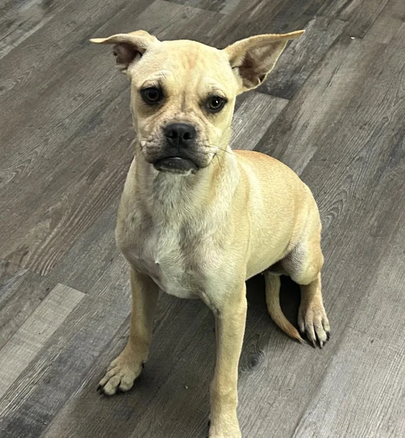 Pixie Moon ~ Local thumbnail 5