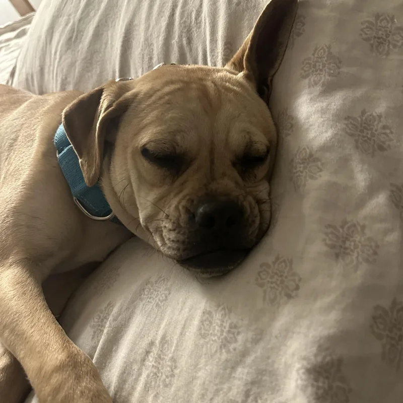 Pixie Moon ~ Local thumbnail 6