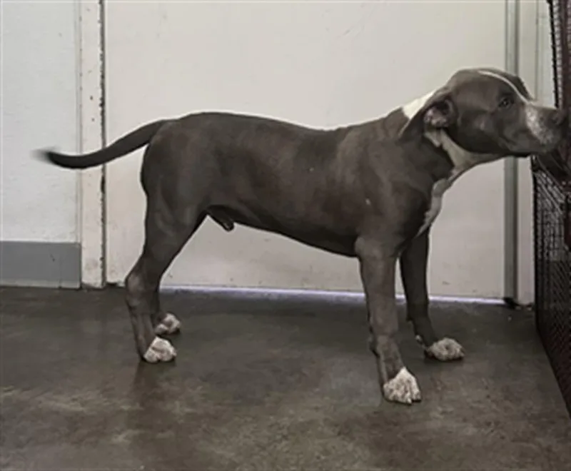 A young medium-sized male Pit Bull Terrier dog named Boss for adoption in Los Angeles, CA
