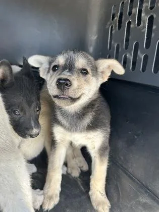 A baby small-sized female Husky dog named Sitka for adoption in Fresno, CA