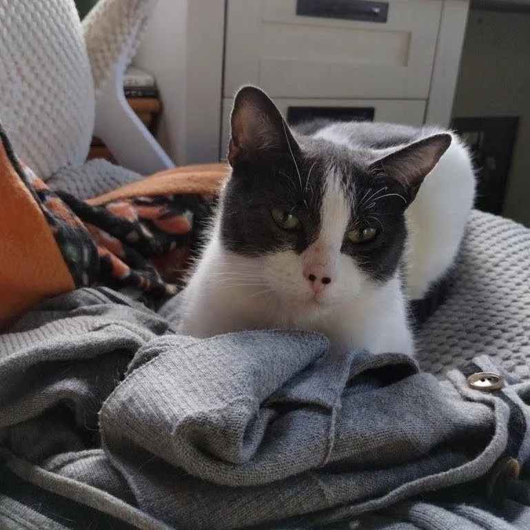 An adult medium-sized female Black & White / Tuxedo Domestic Short Hair cat named Momma Moo for adoption in West Orange, NJ