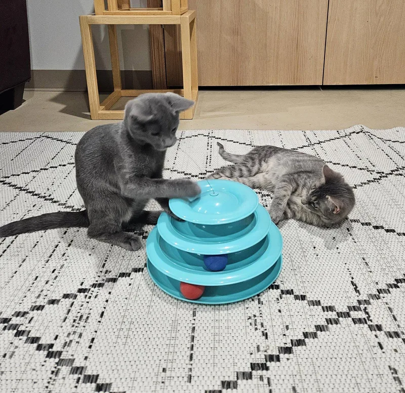 A baby medium-sized male Gray / Blue / Silver Domestic Short Hair cat named Tuesday & Murdock for adoption in Wheaton, IL