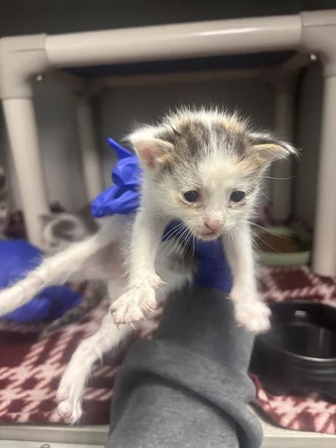 A baby large-sized female Domestic Short Hair cat named Zoro for adoption in Dallas, TX