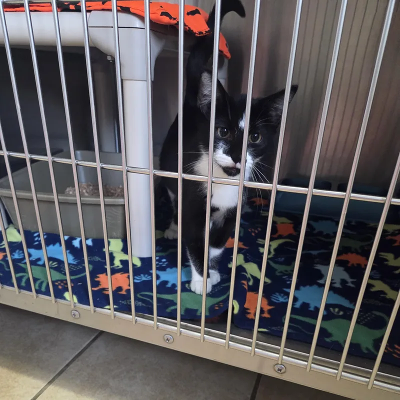 A baby medium-sized female Black & White / Tuxedo Domestic Short Hair cat named Joan Jett for adoption in West Branch, MI