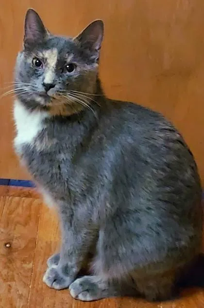 An adult small-sized female Domestic Short Hair cat named Storm for adoption in Verona, WI