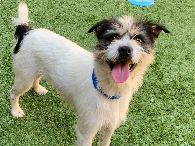 A young small-sized male Tricolor (Brown, Black, & White) Fox Terrier dog named SAVE ME PLEASE Scruff for adoption in San Marcos, CA