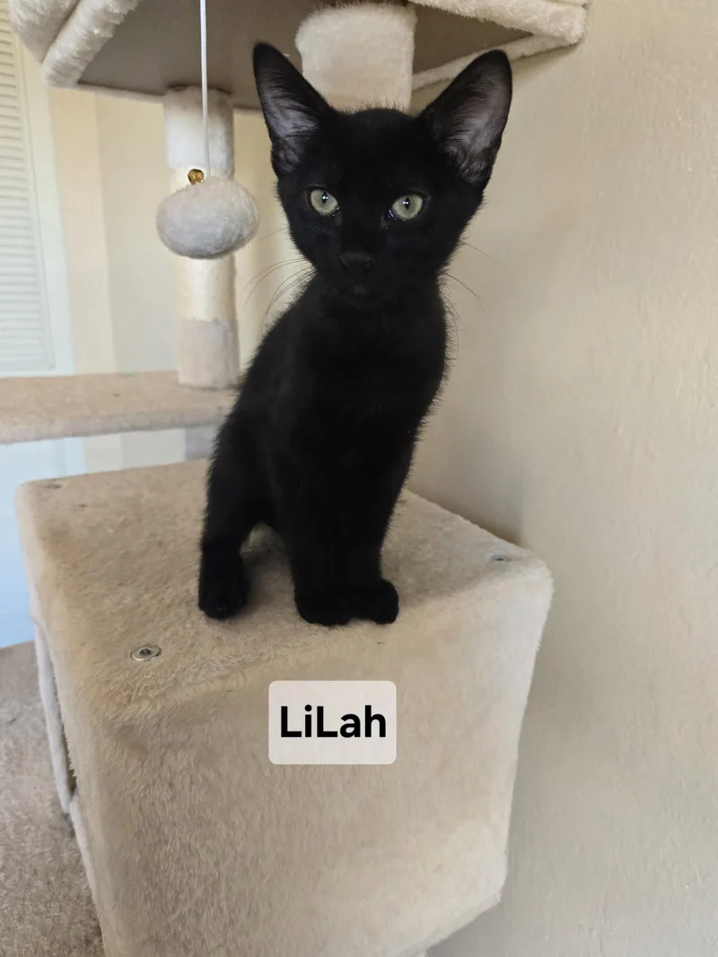 A young medium-sized female Domestic Short Hair cat named Lilah for adoption in Phoenix, AZ