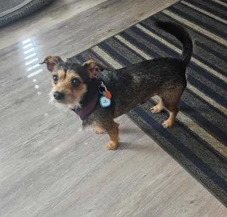 An adult small-sized male Black Chihuahua dog named Fred for adoption in Wichita, KS