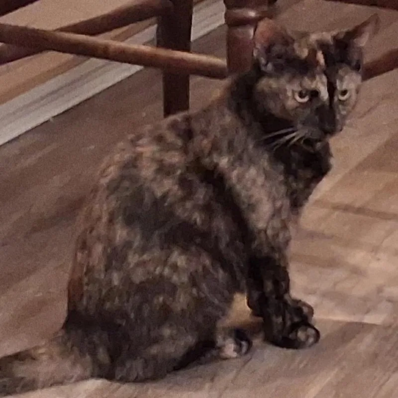 A baby small-sized female Tortoiseshell Domestic Short Hair cat named Scarlet for adoption in Mount Laurel, NJ