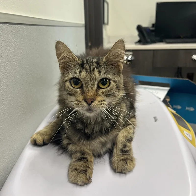 An adult medium-sized female Gray / Blue / Silver Domestic Short Hair cat named Genie for adoption in Tampa, FL