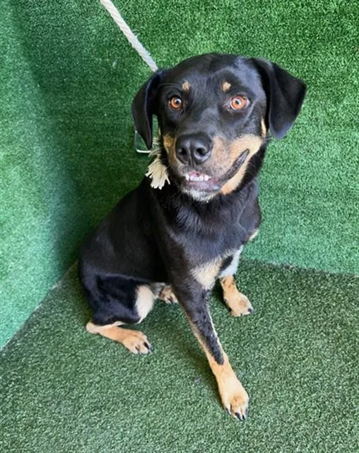 An adult large-sized male Rottweiler dog named Beast for adoption in Lancaster, CA