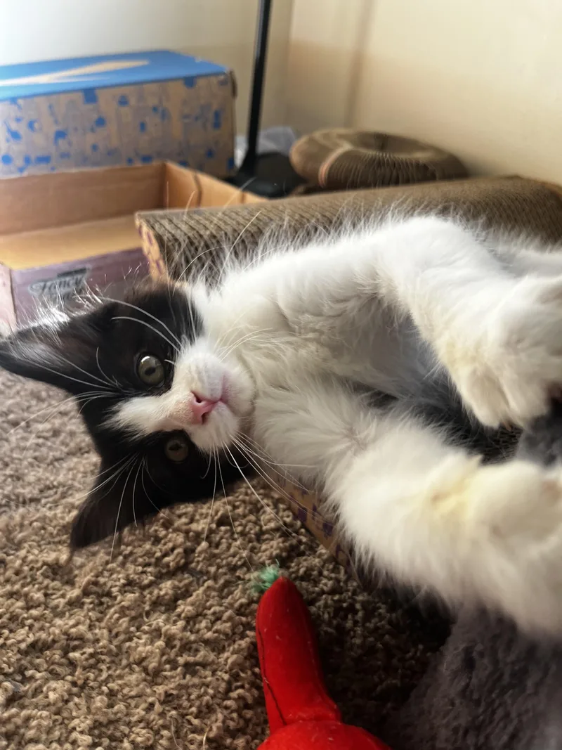 A baby medium-sized female Domestic Long Hair cat named Luna for adoption in Wyandotte, MI