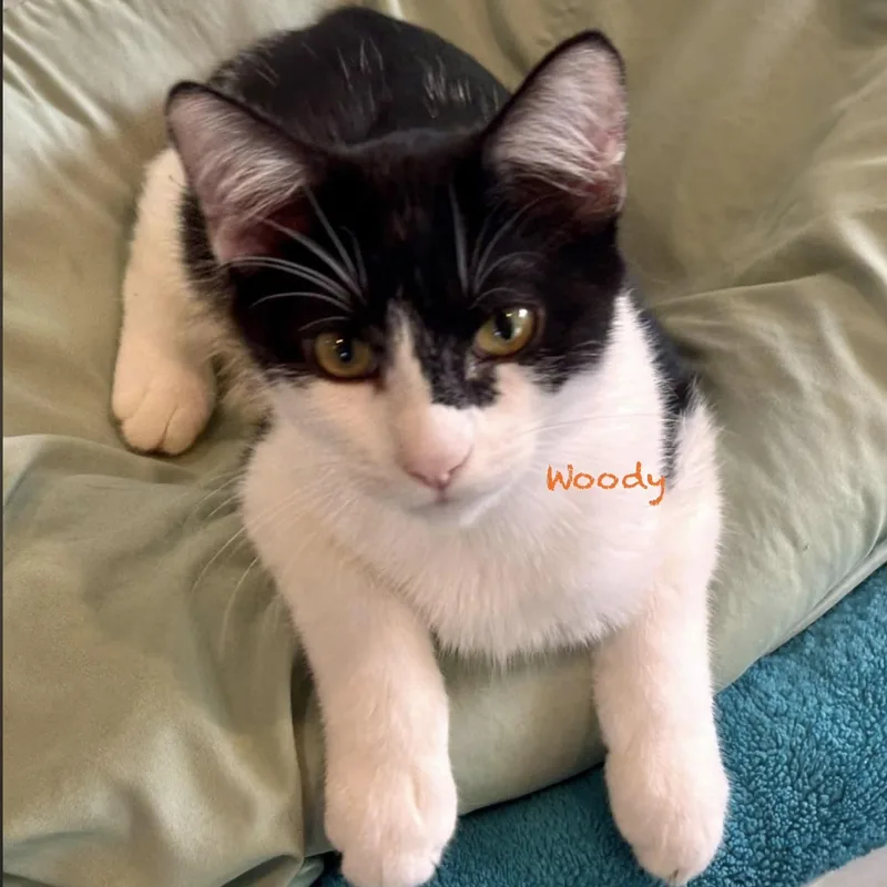 A baby medium-sized male Black & White / Tuxedo Domestic Medium Hair cat named Woody for adoption in Palatine, IL