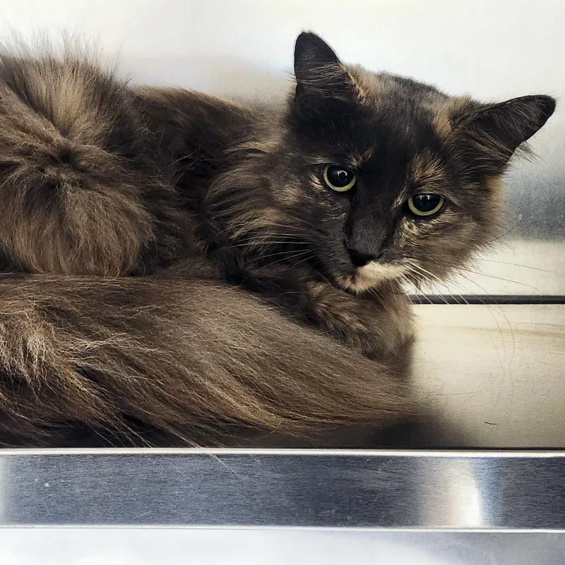 A senior large-sized female Brown / Chocolate Domestic Long Hair cat named Smokey Bunny for adoption in Austin, TX
