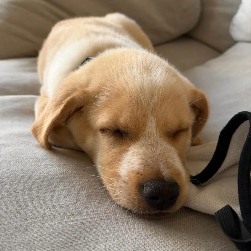 A baby medium-sized male Apricot / Beige Cocker Spaniel dog named Covie for adoption in North Hollywood, CA