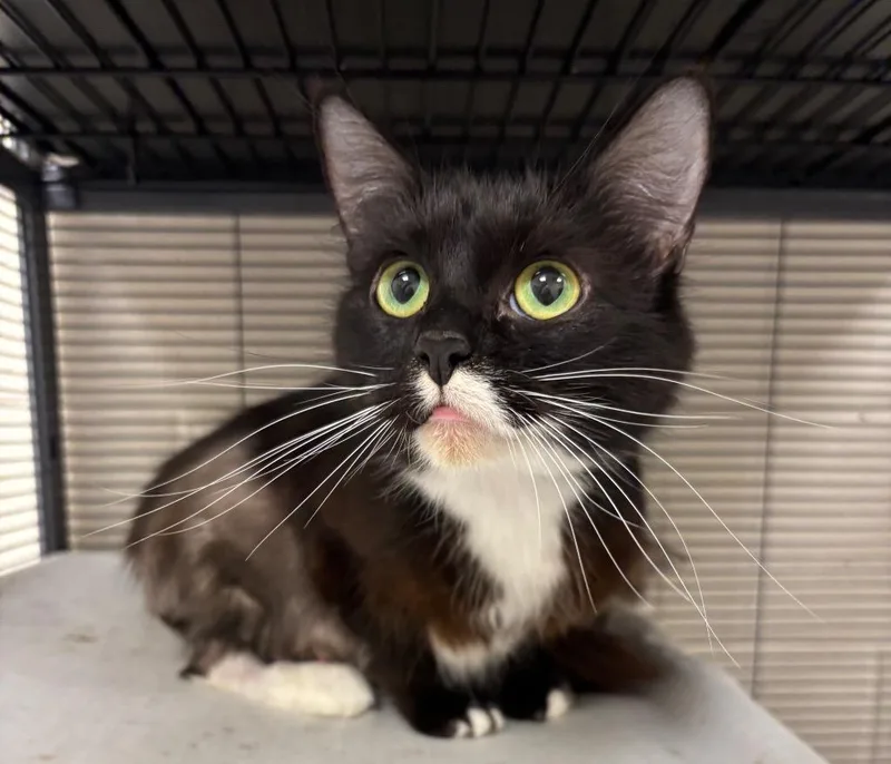 An adult small-sized female Black & White / Tuxedo Domestic Short Hair cat named Qwail for adoption in Frankfort, KY