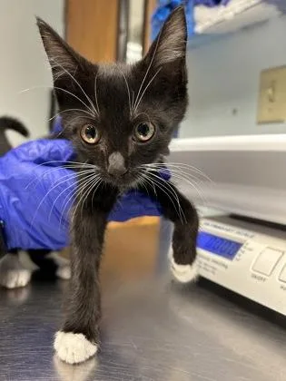 A baby small-sized male Domestic Short Hair cat named Sparky for adoption in Largo, FL