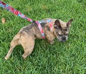 An adult small-sized female Brown / Chocolate French Bulldog dog named Vixxen for adoption in Longwood, FL