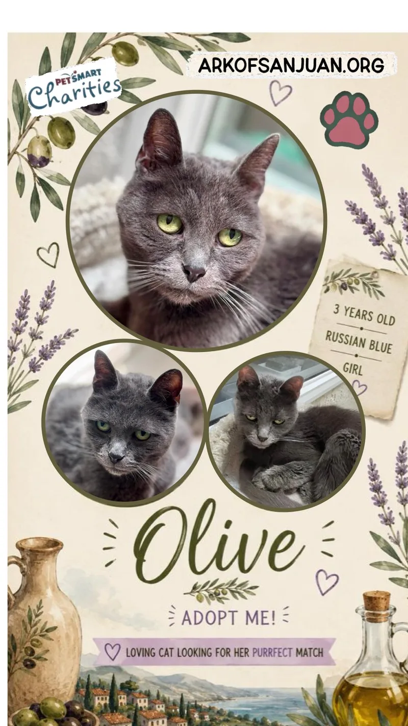 Olive thumbnail 2