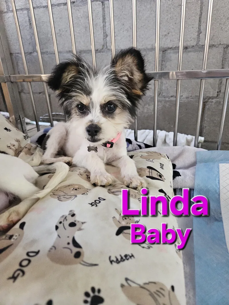 Linda Baby thumbnail 2