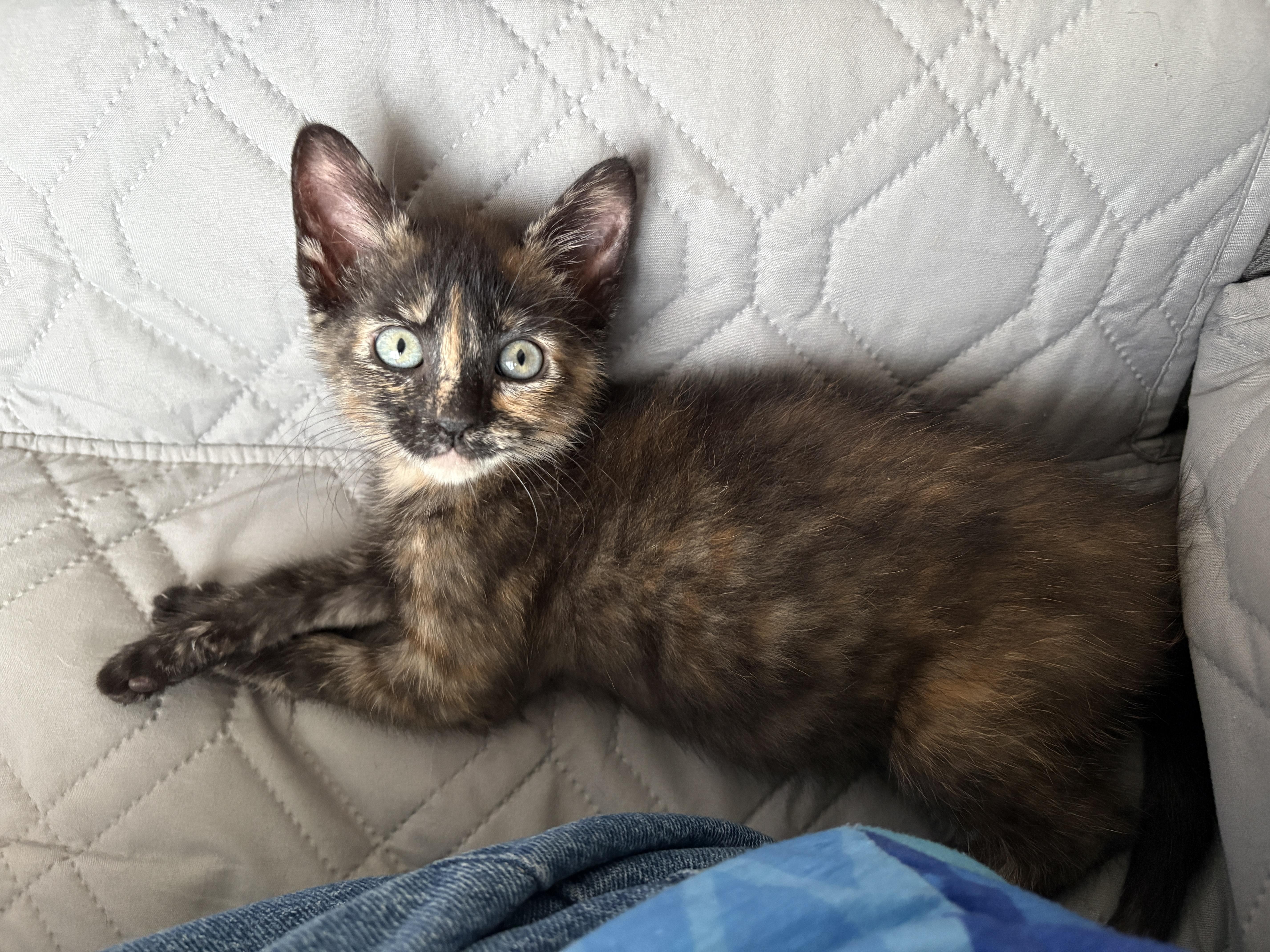 A baby medium-sized female Tortoiseshell Domestic Short Hair cat named Pebbles for adoption in Fort Worth, TX