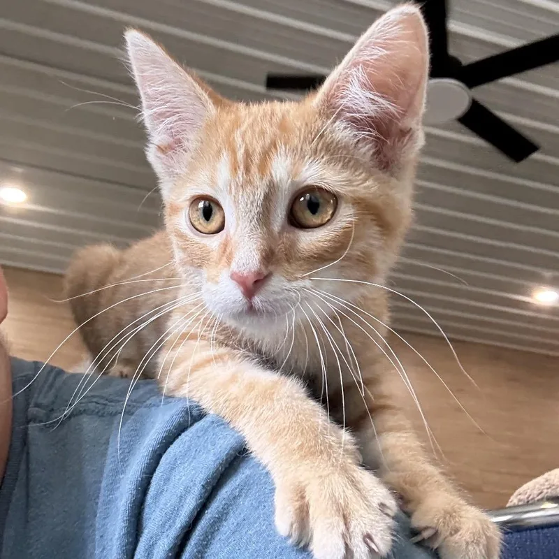 Kona