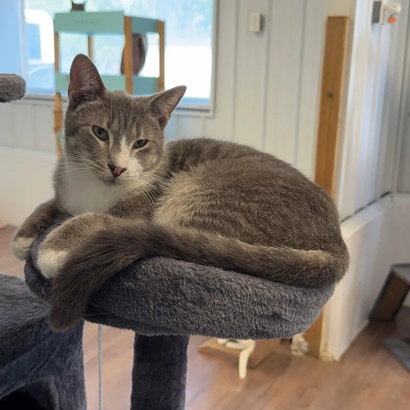 An adult medium-sized male Tabby (Gray / Blue / Silver) Tabby cat named Tesla for adoption in Alma, MI