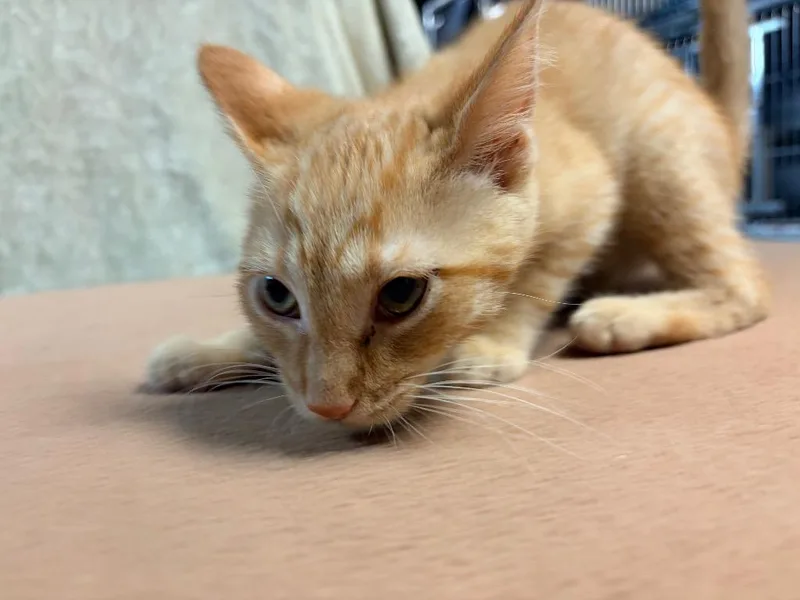 A baby medium-sized male Domestic Short Hair cat named Yuengling for adoption in Huntington, IN