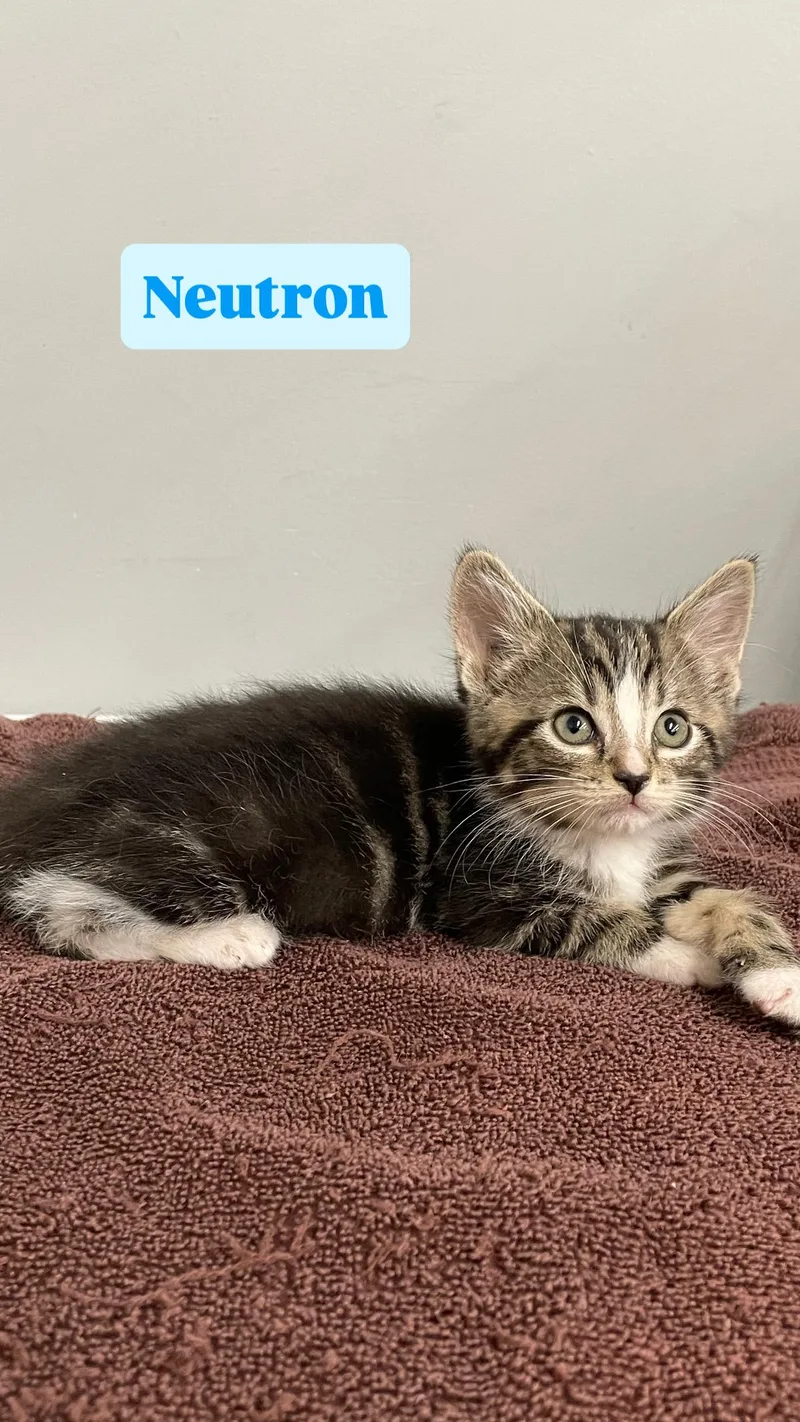 A baby medium-sized male Domestic Short Hair cat named Neutron for adoption in Crown Point, IN