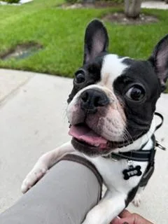 Oreo Bam
