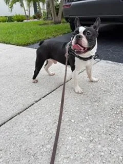 Oreo Bam   thumbnail 2