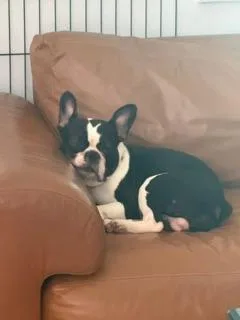 Oreo Bam   thumbnail 3