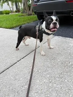 Oreo Bam   thumbnail 4