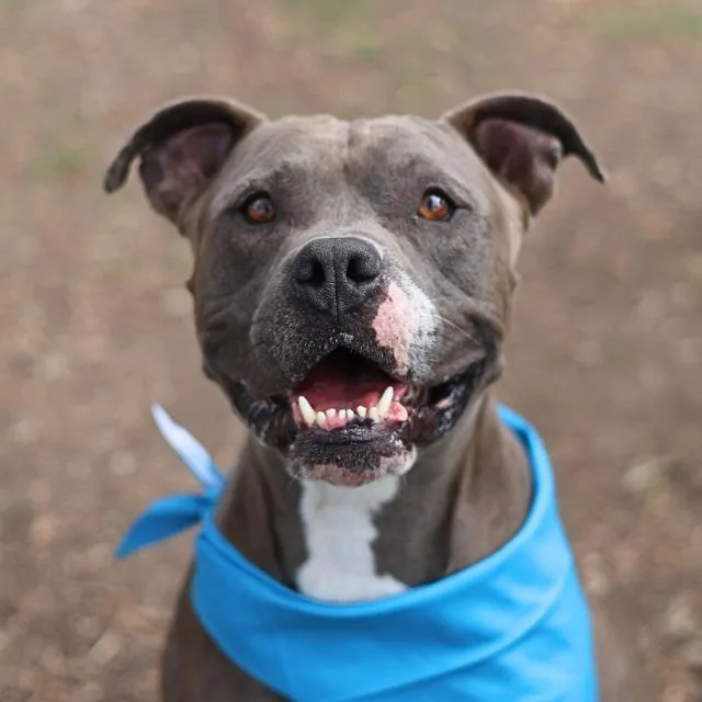 An adult medium-sized male American Staffordshire Terrier dog named Blue for adoption in San Antonio, TX
