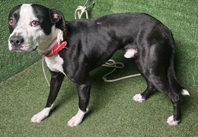 An adult large-sized male Pit Bull Terrier dog named Spooky for adoption in Lancaster, CA