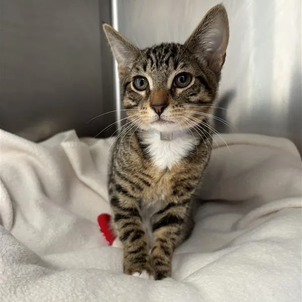 A baby small-sized female Brown / Chocolate Domestic Short Hair cat named Misty for adoption in Long Beach, CA