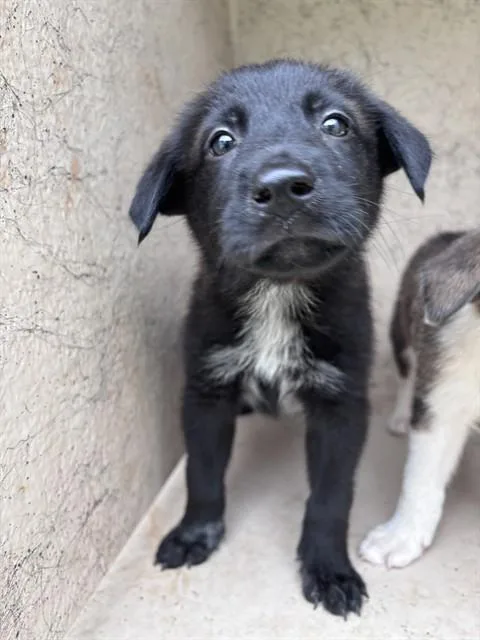 A baby small-sized female Australian Shepherd dog named A for adoption in Oklahoma City, OK